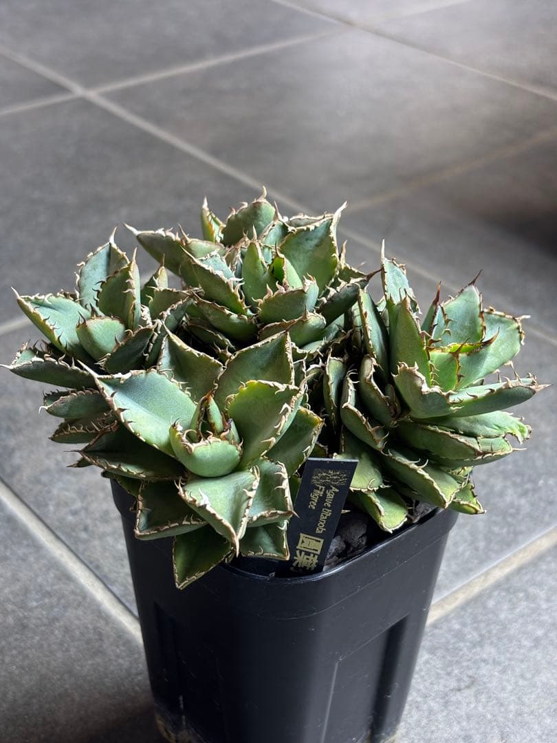 【アガベ】フィリグリー 圓葉拇指　多頭