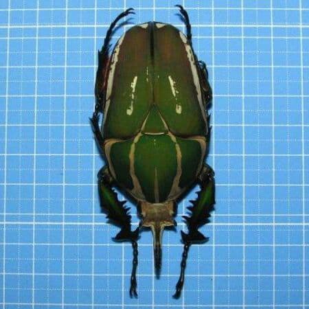 コンゴDR南部産 ポギーオオツノカナブン 褐色 81mm