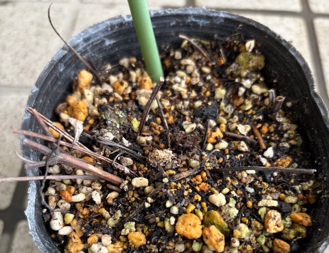 クレマチス　マクロペタラウェッセルトン　苗　プロペルティウス　‼️超レア品種‼️