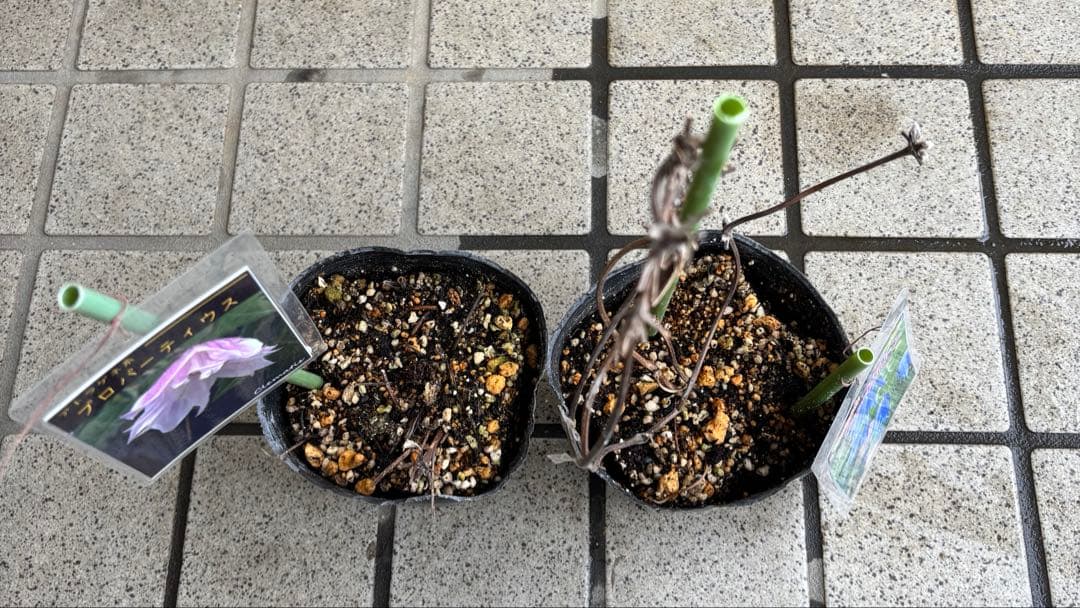 クレマチス　マクロペタラウェッセルトン　苗　プロペルティウス　‼️超レア品種‼️