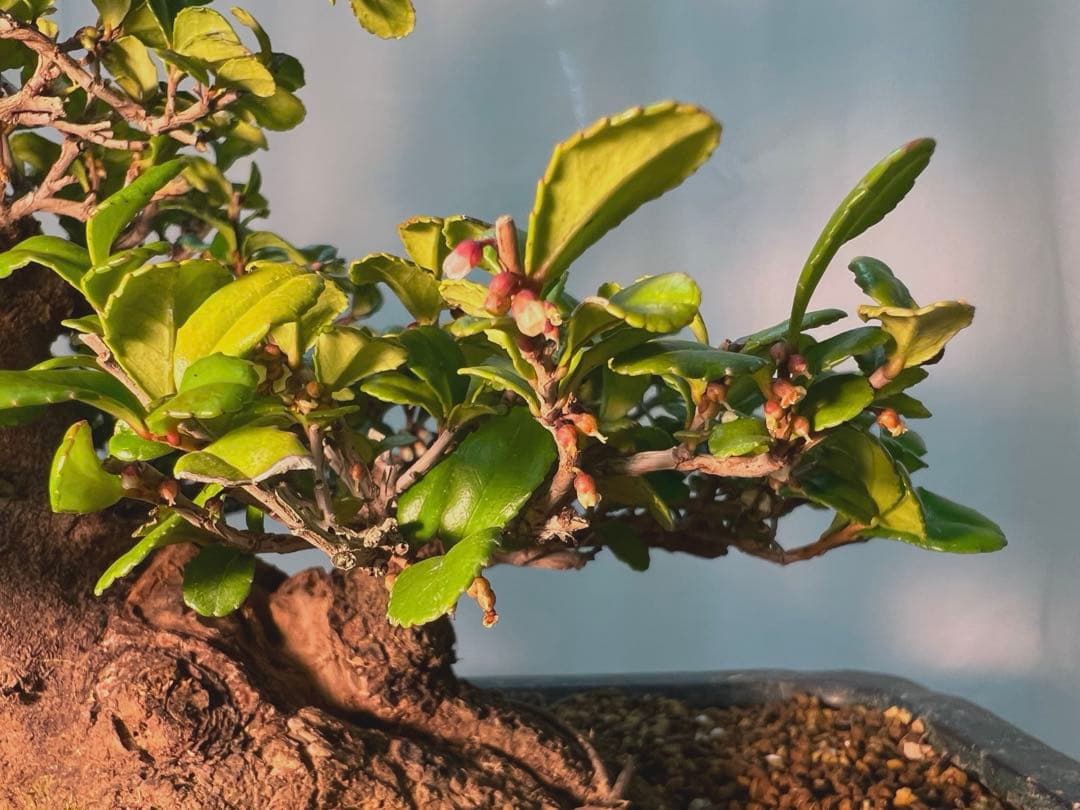 ハマヒサカキ　幹凄く太いです
