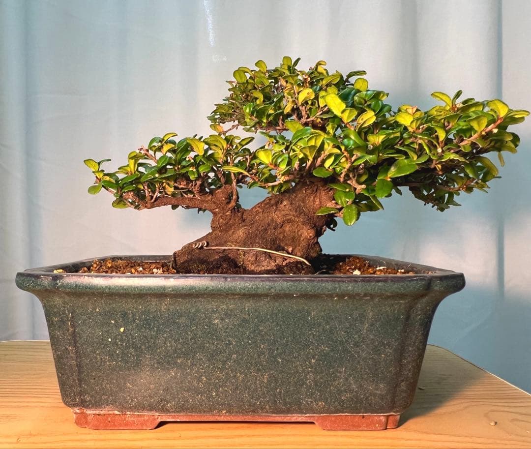 ハマヒサカキ　幹凄く太いです