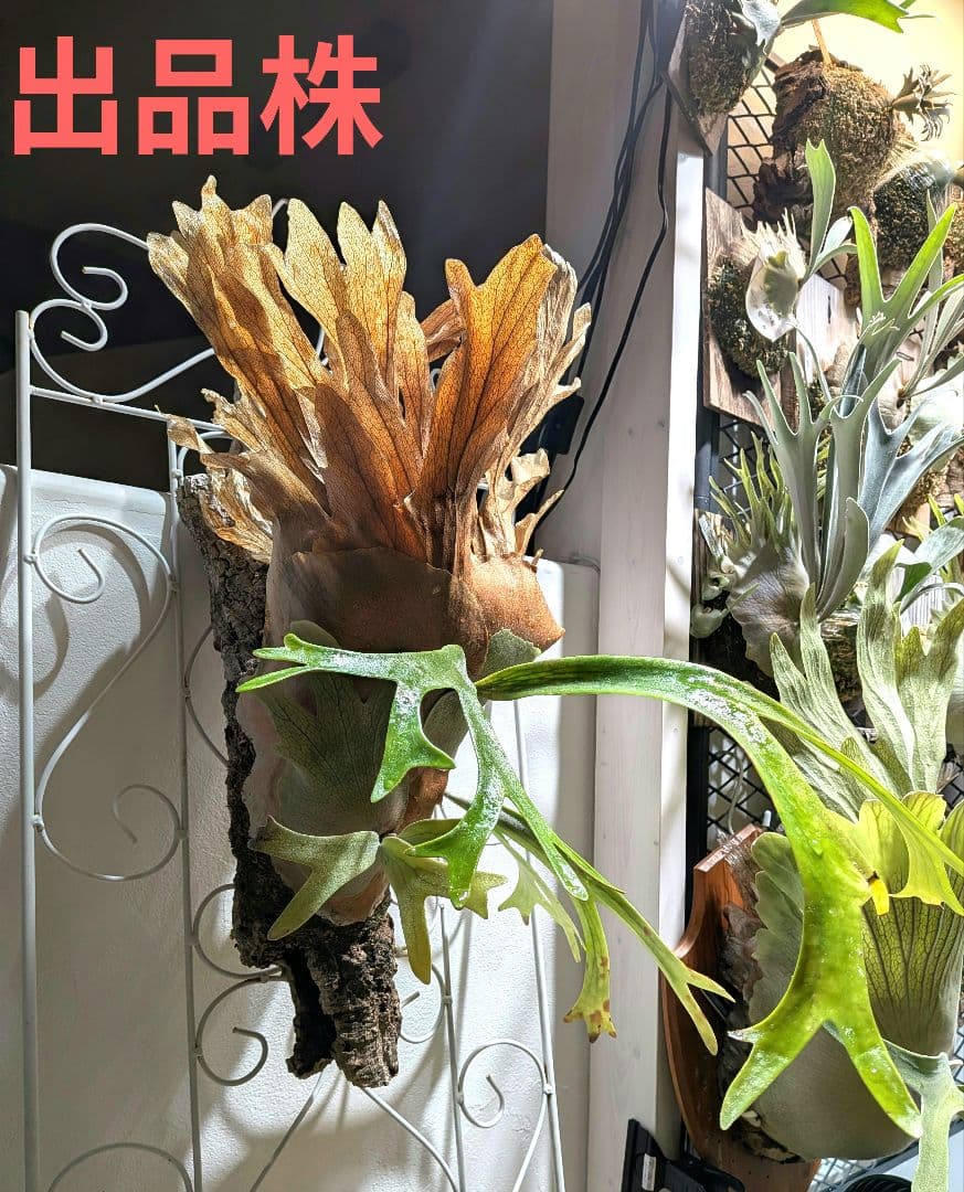 ビカク／親株／willinckii wild indonesia