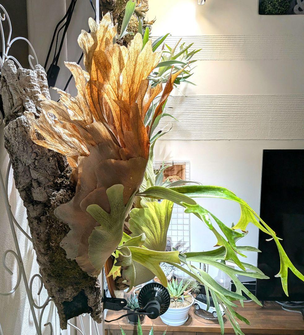 ビカク／親株／willinckii wild indonesia