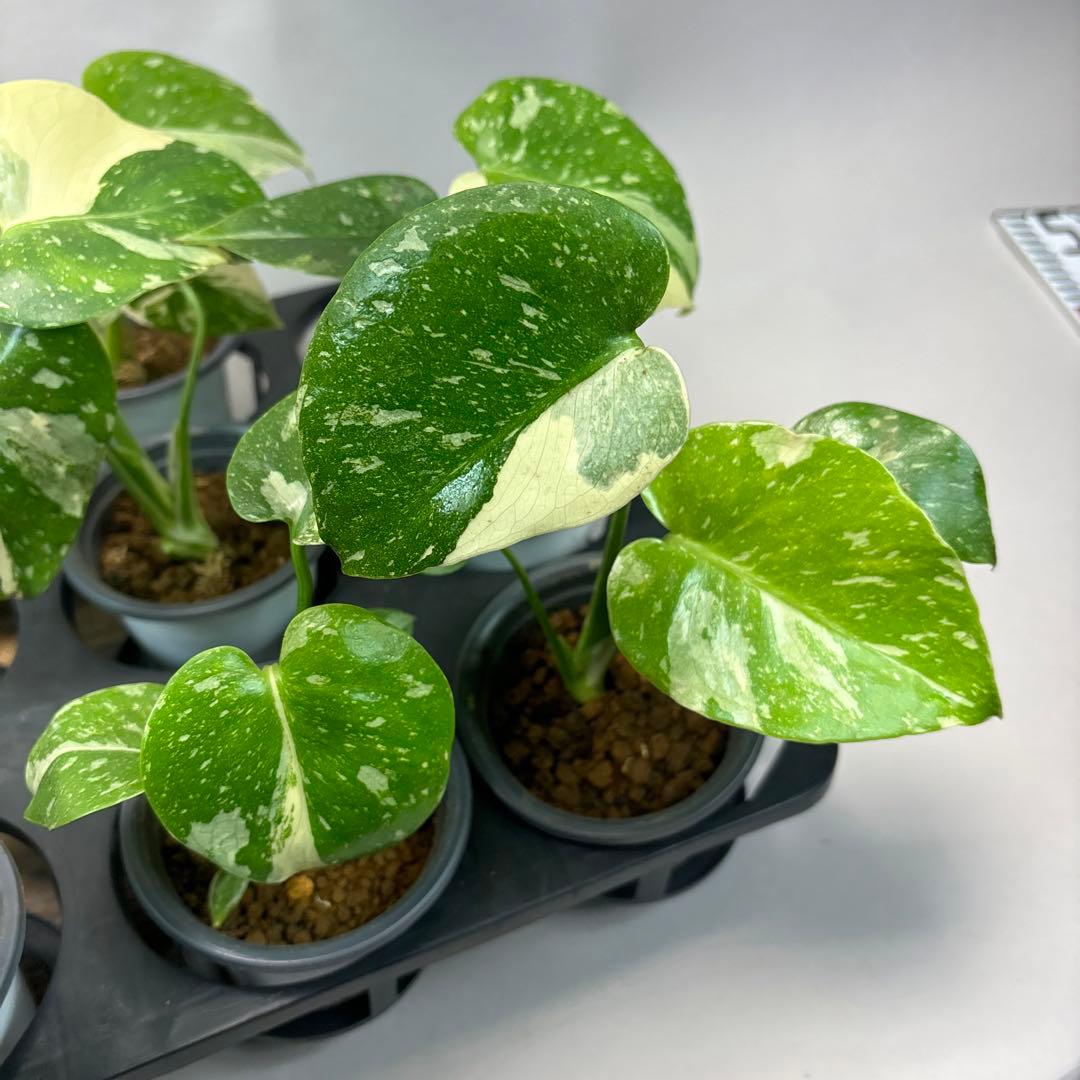 サ*イ様 10株セットms55【特別選抜】モンステラ・タイコンステレーション 斑