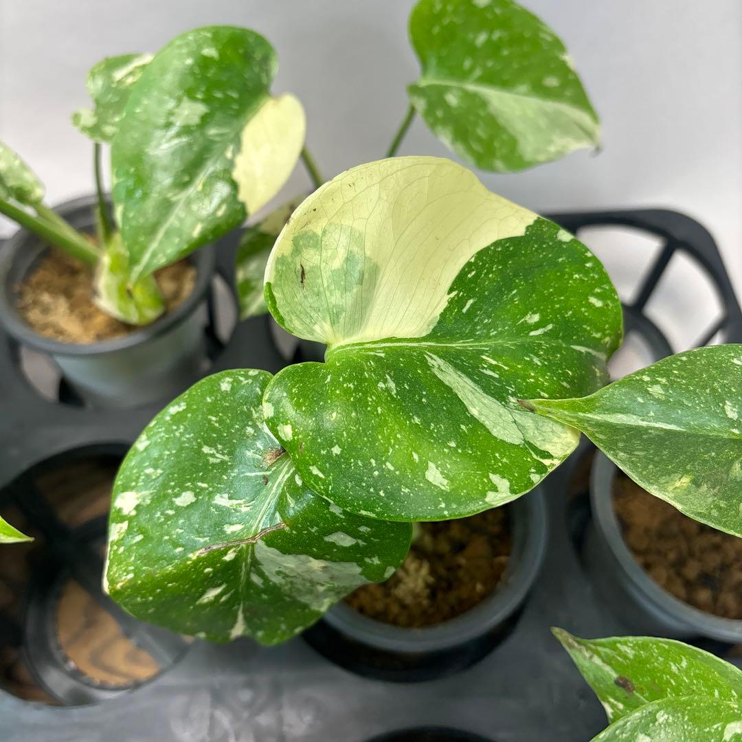 サ*イ様 10株セットms55【特別選抜】モンステラ・タイコンステレーション 斑