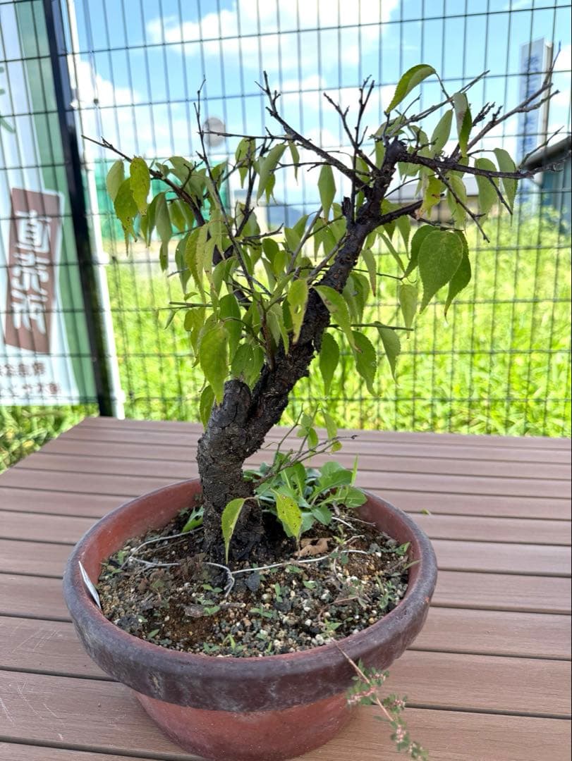 山木　甲州野梅　白一重　咲きます　香り良し