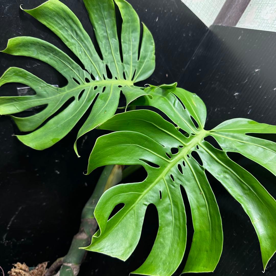 も*ぎ様 モンステラデリシオーサマクロコズム超希少系統鉢植え56㎝