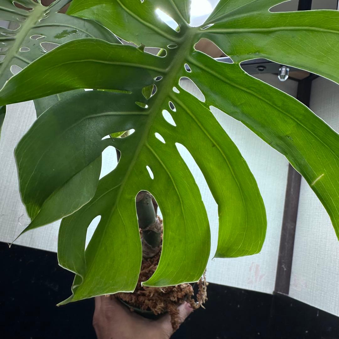 も*ぎ様 モンステラデリシオーサマクロコズム超希少系統鉢植え56㎝