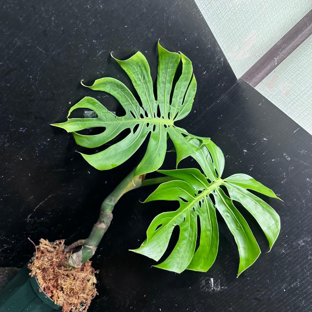 も*ぎ様 モンステラデリシオーサマクロコズム超希少系統鉢植え56㎝