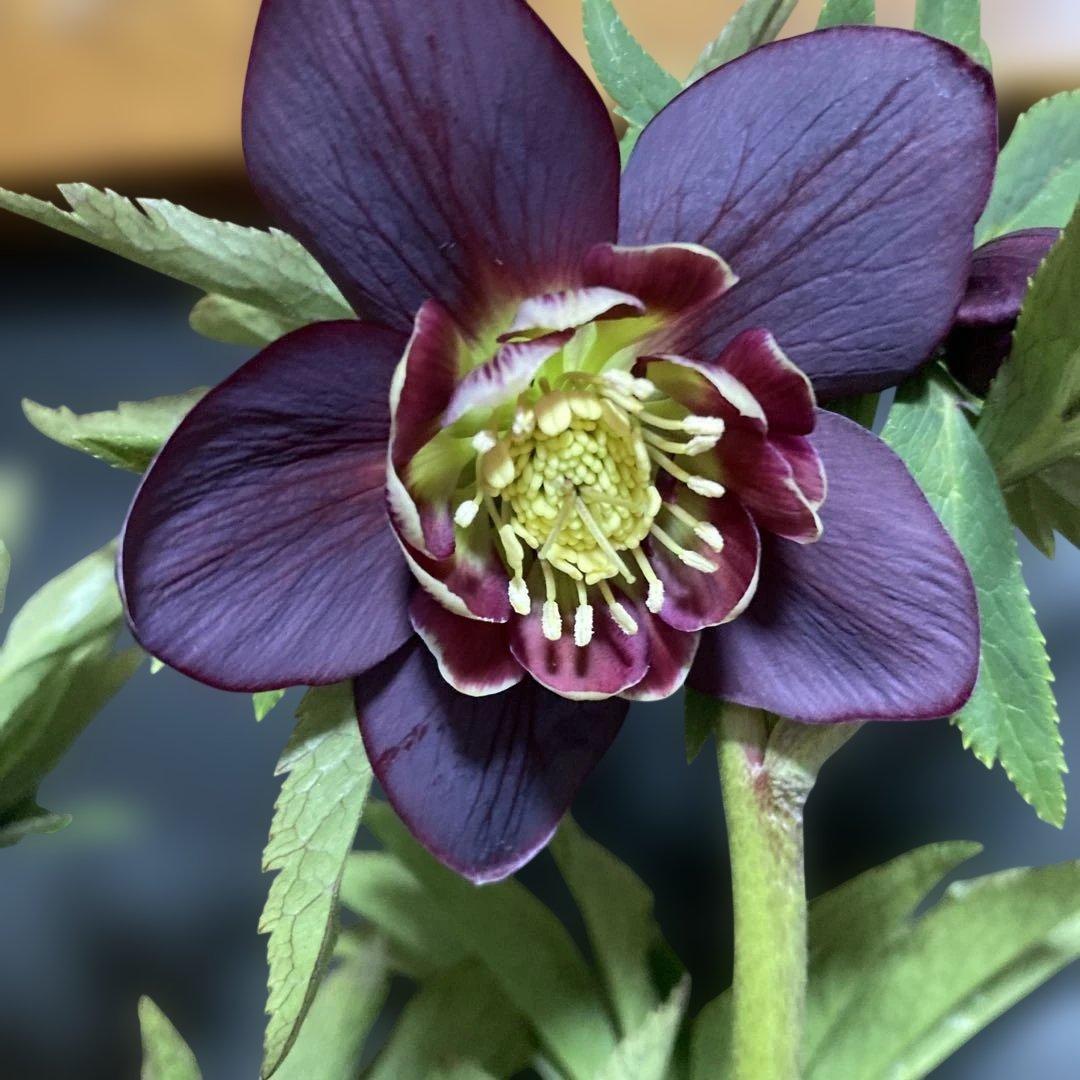 まいさん専用３点おまとめ 分割 クリスマスローズ若泉ファーム雅