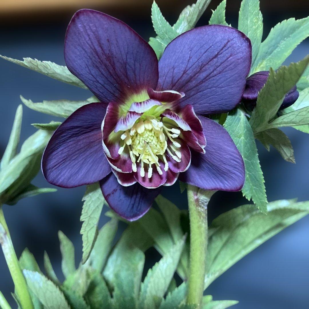 まいさん専用３点おまとめ 分割 クリスマスローズ若泉ファーム雅