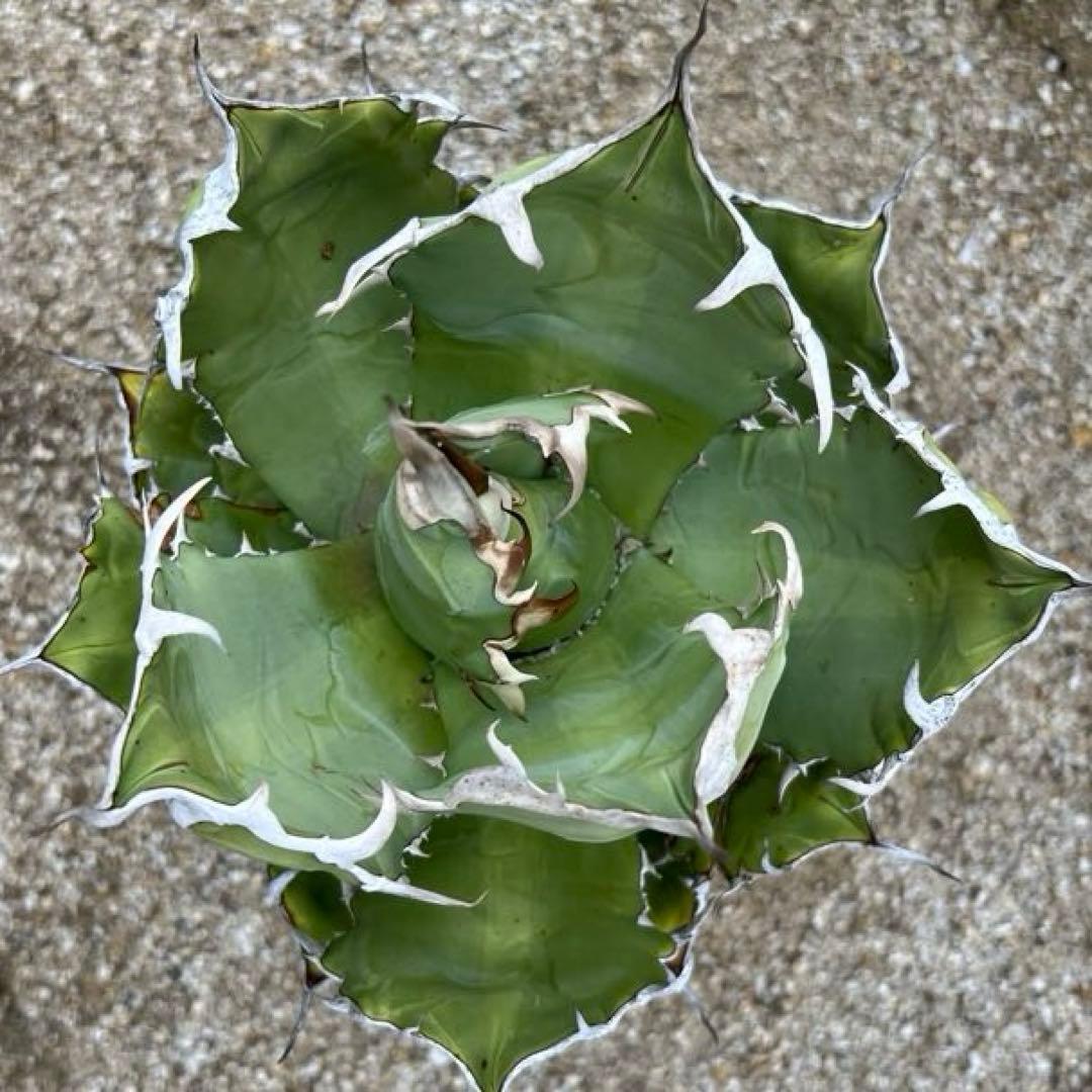アガベ　チタノタ　白鯨　旧来　国産　大株