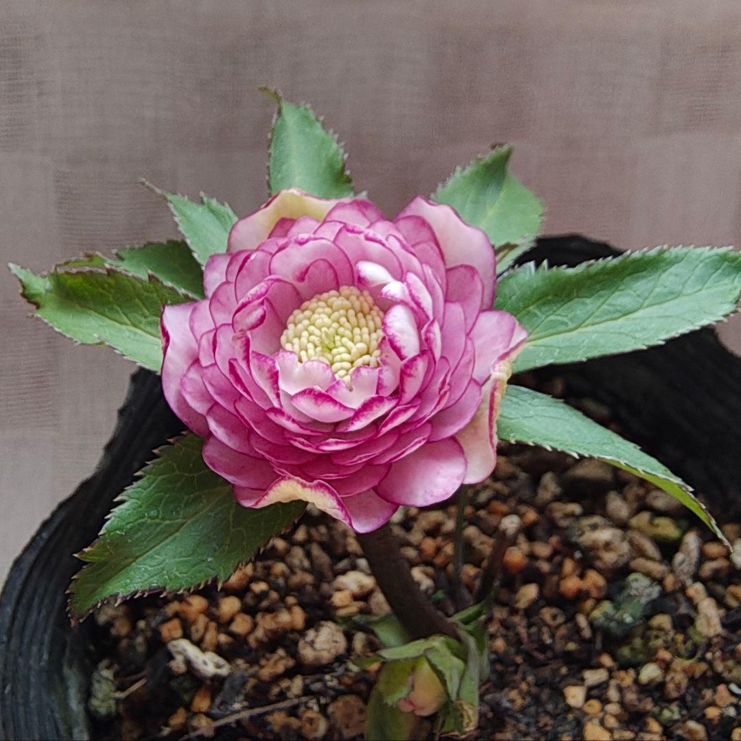 希少！認定ピンクアフロディーテ多弁小輪系 ブラッシュピコティ ペールピンク