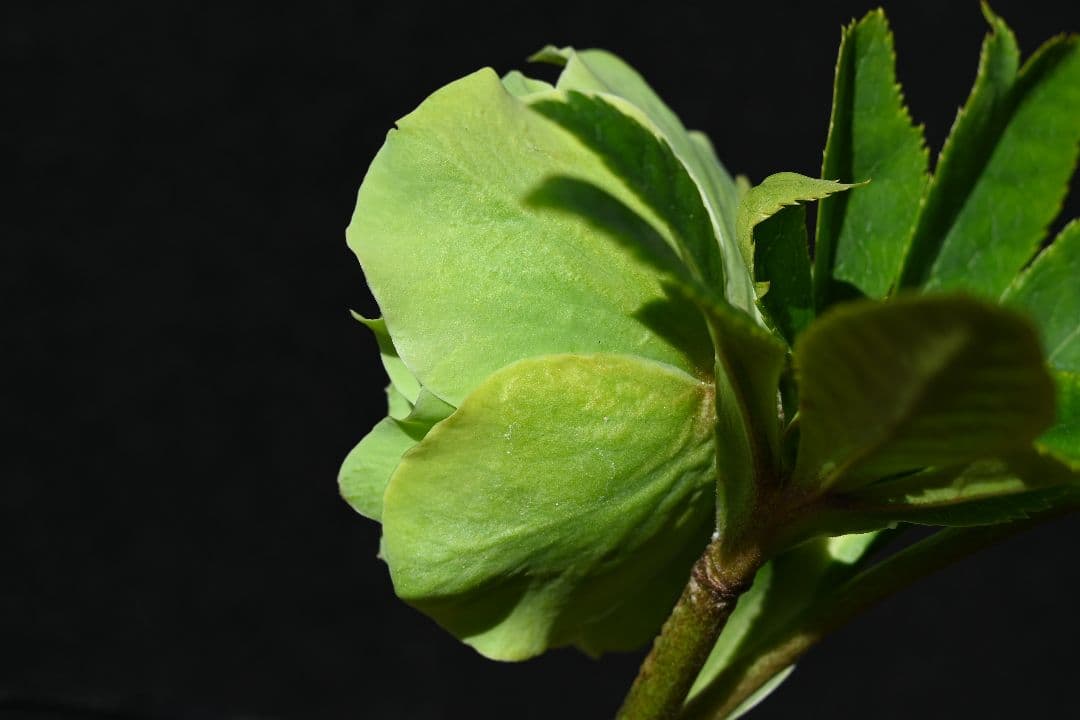 クリスマスローズ　珍品！グリーン多弁　加藤農園