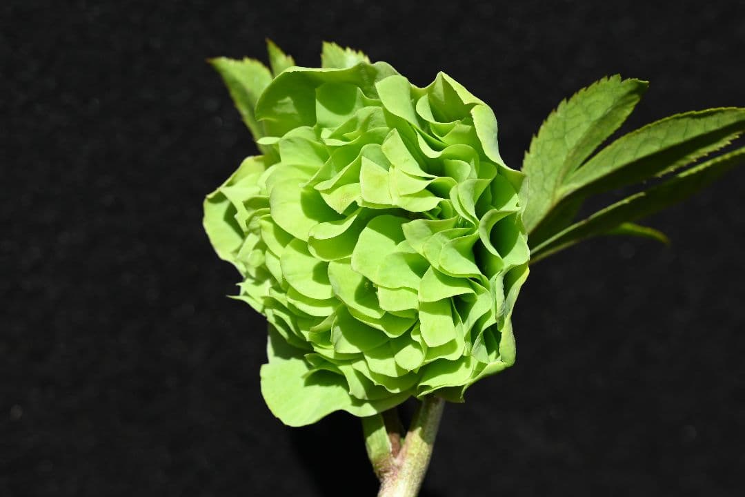 クリスマスローズ　珍品！グリーン多弁　加藤農園