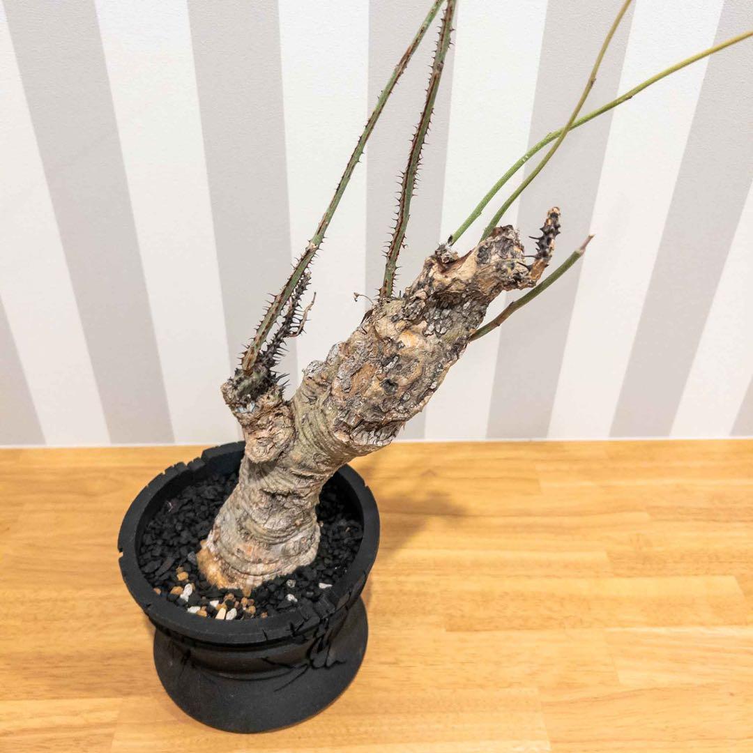 アデニア アクリアータ アクレアータ 現地球 発根済み