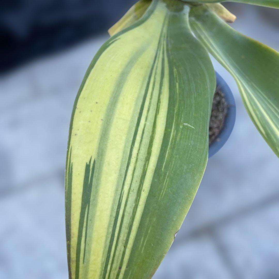 アガベ　アテナータ　イエローストライプ　/ 翡翠盤　特大　引き取り限定