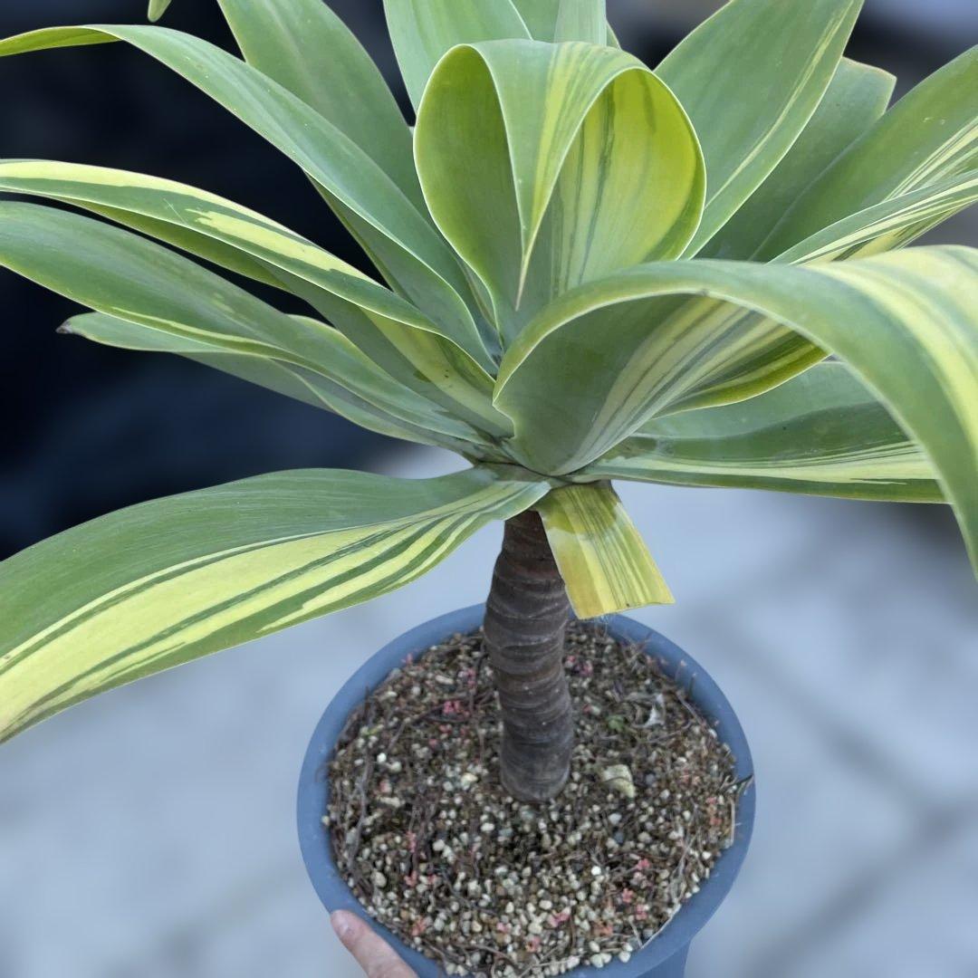 アガベ　アテナータ　イエローストライプ　/ 翡翠盤　特大　引き取り限定