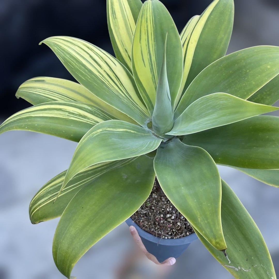 アガベ　アテナータ　イエローストライプ　/ 翡翠盤　特大　引き取り限定