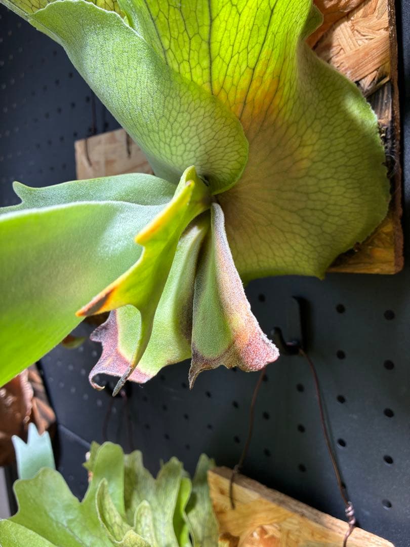 ご*ら様 Platycerium Willinckii 'Nano'