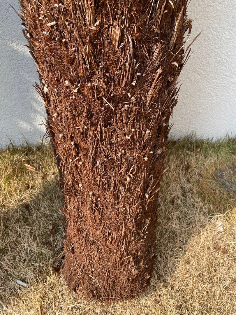 チ*ゴ様 ディクソニア