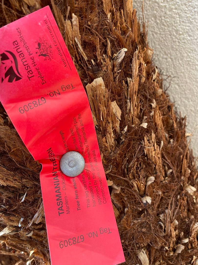 チ*ゴ様 ディクソニア