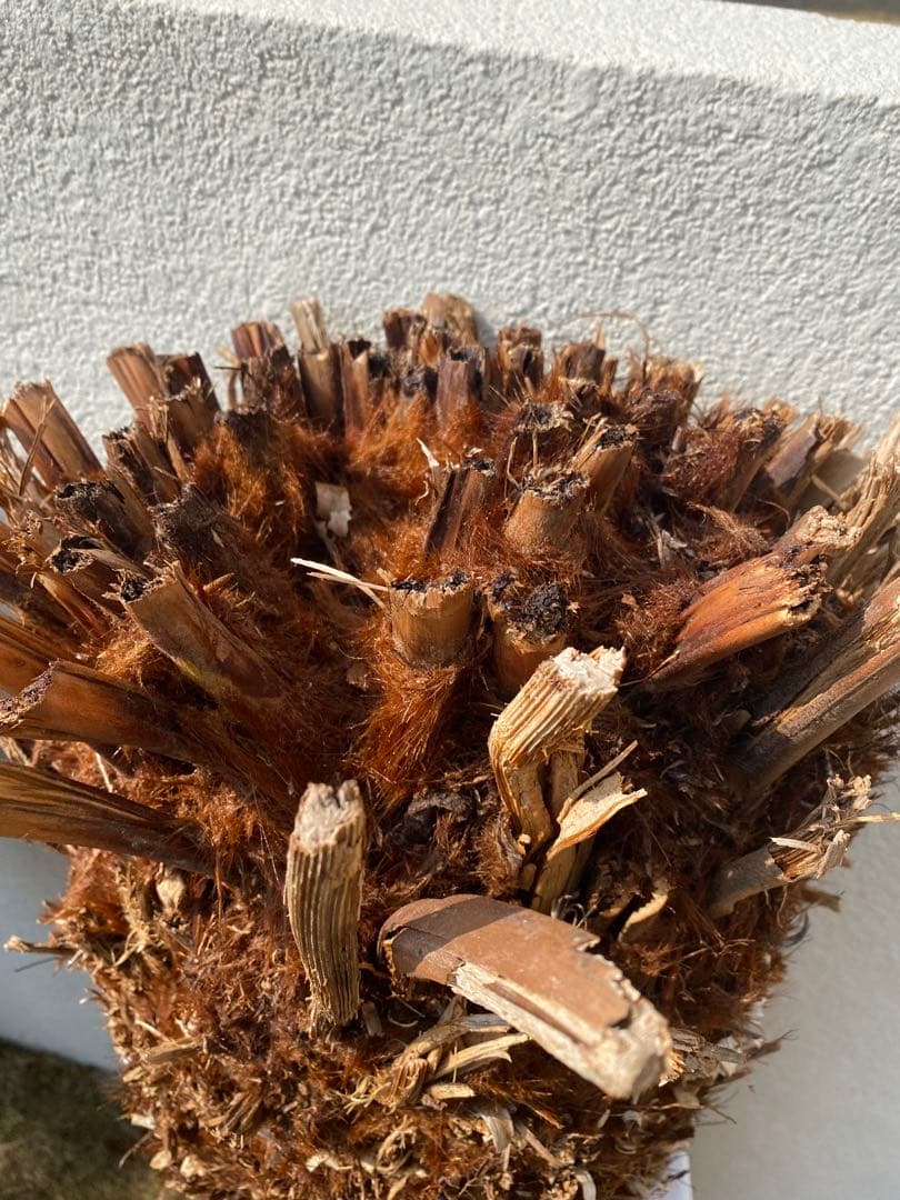 チ*ゴ様 ディクソニア