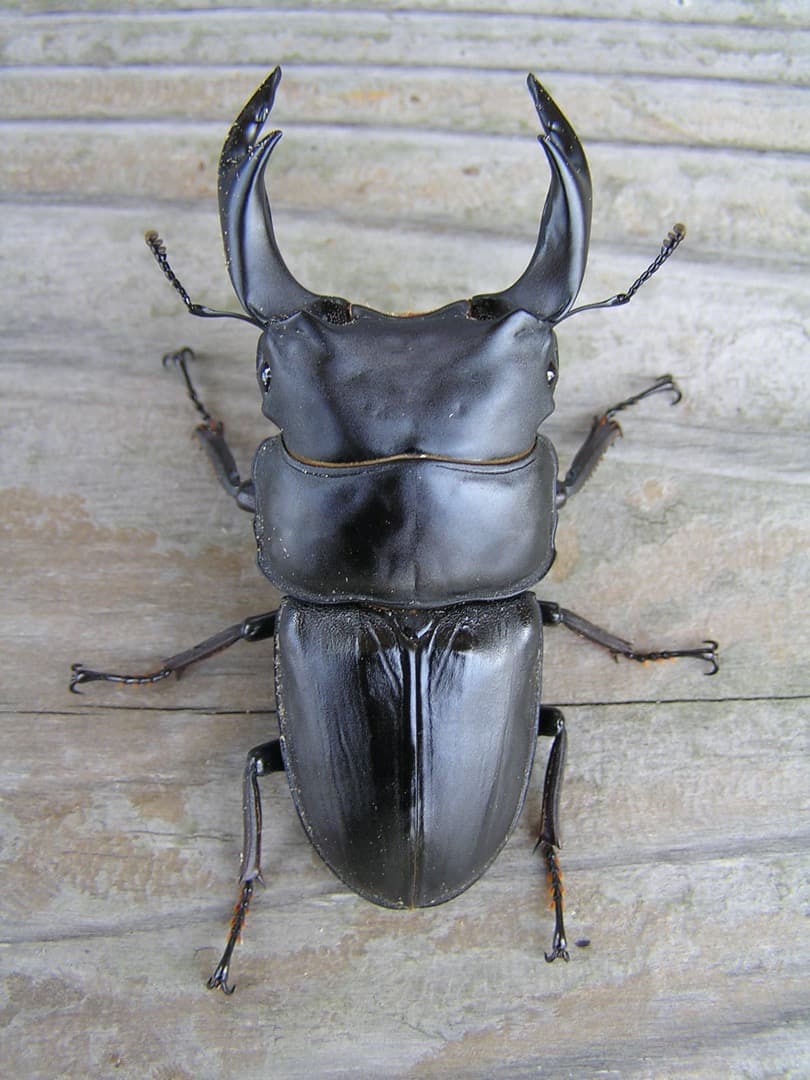 大型・美形クワガタ飼育用　菌糸瓶　1100ml　30本セット（菌糸ビン）