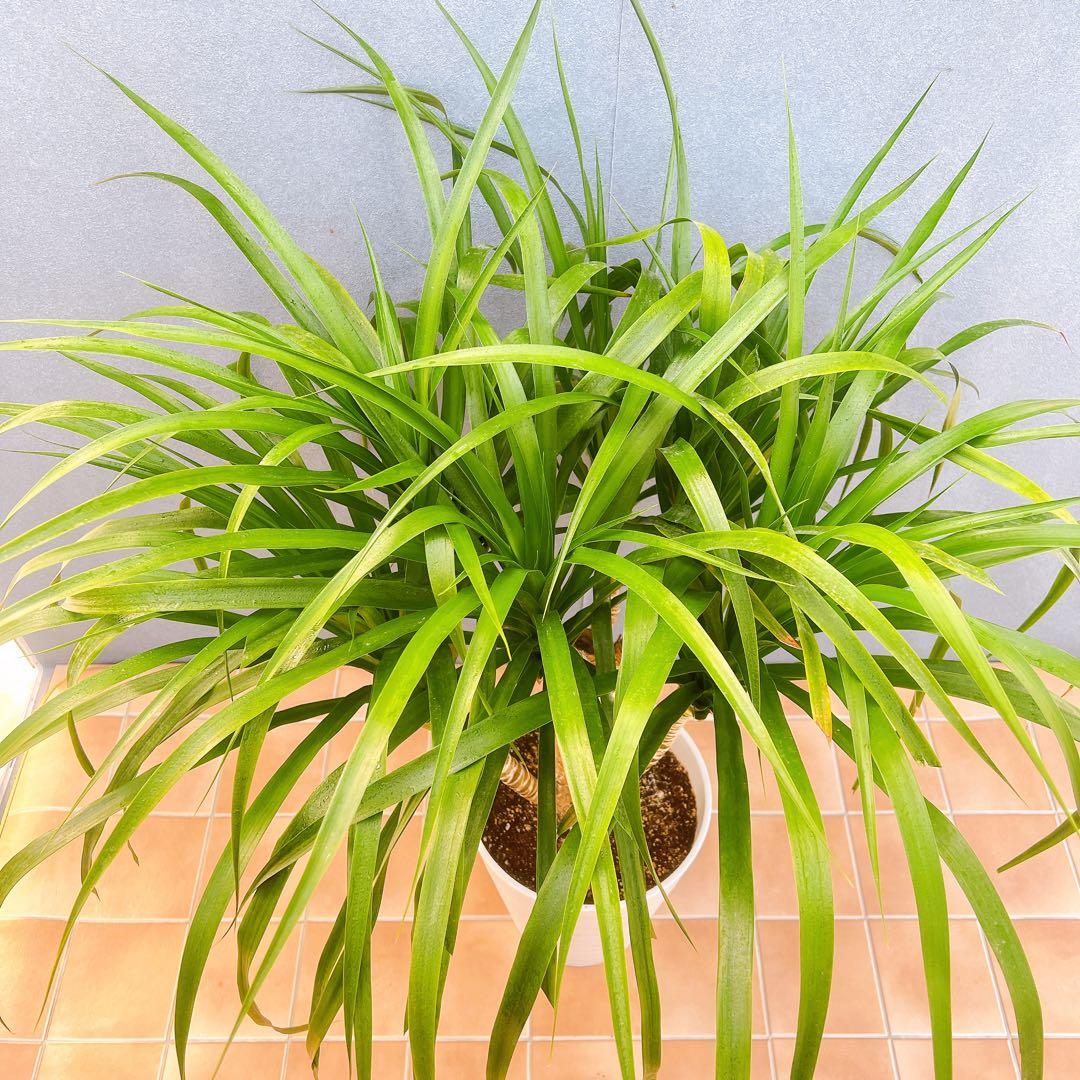 現品　ドラセナ　カンボジアーナ　1番　観葉植物　インテリア　ドライガーデン