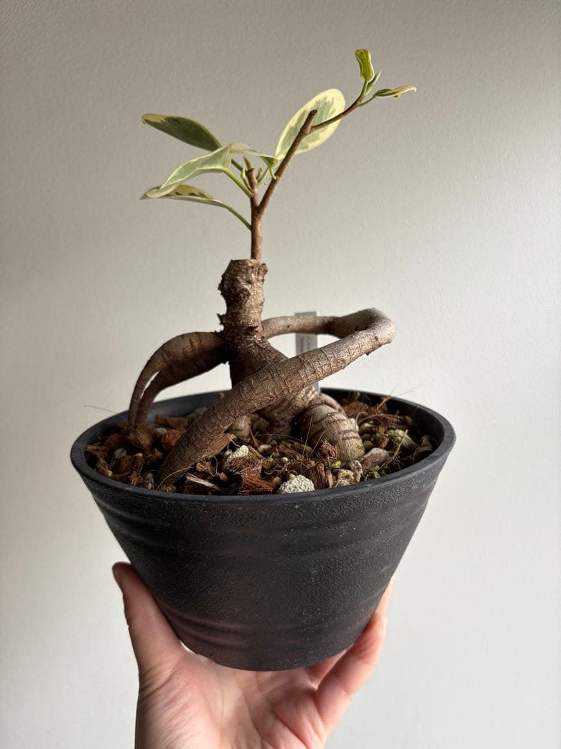 希少 フィカス パンダガジュマル 斑入り 接ぎ木