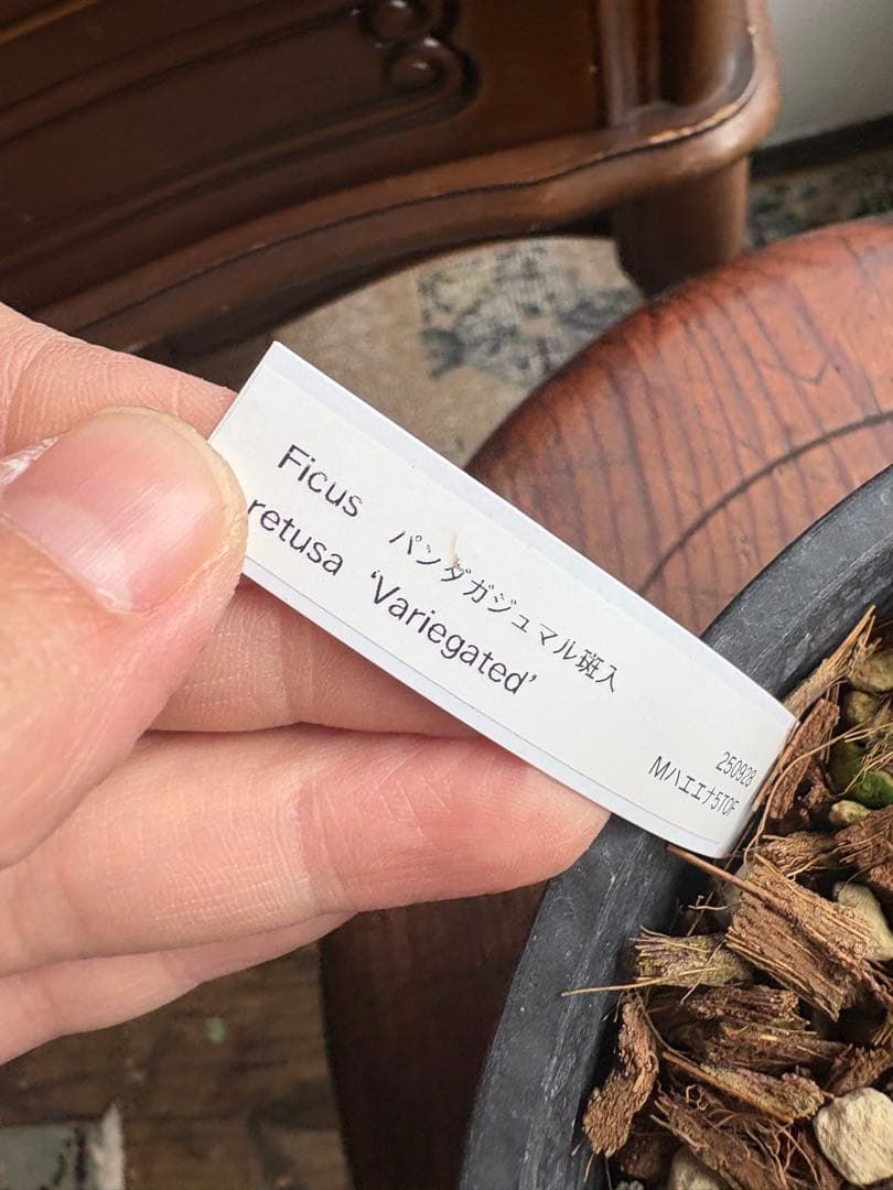 希少 フィカス パンダガジュマル 斑入り 接ぎ木