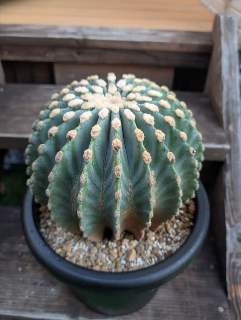 【Omc Labo】極上4　フェロカクタス刺無王冠竜　希少 サボテン