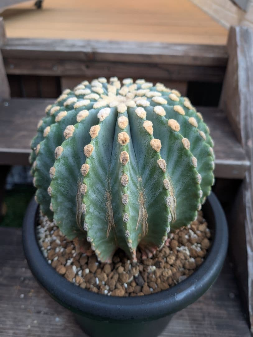 【Omc Labo】極上4　フェロカクタス刺無王冠竜　希少 サボテン