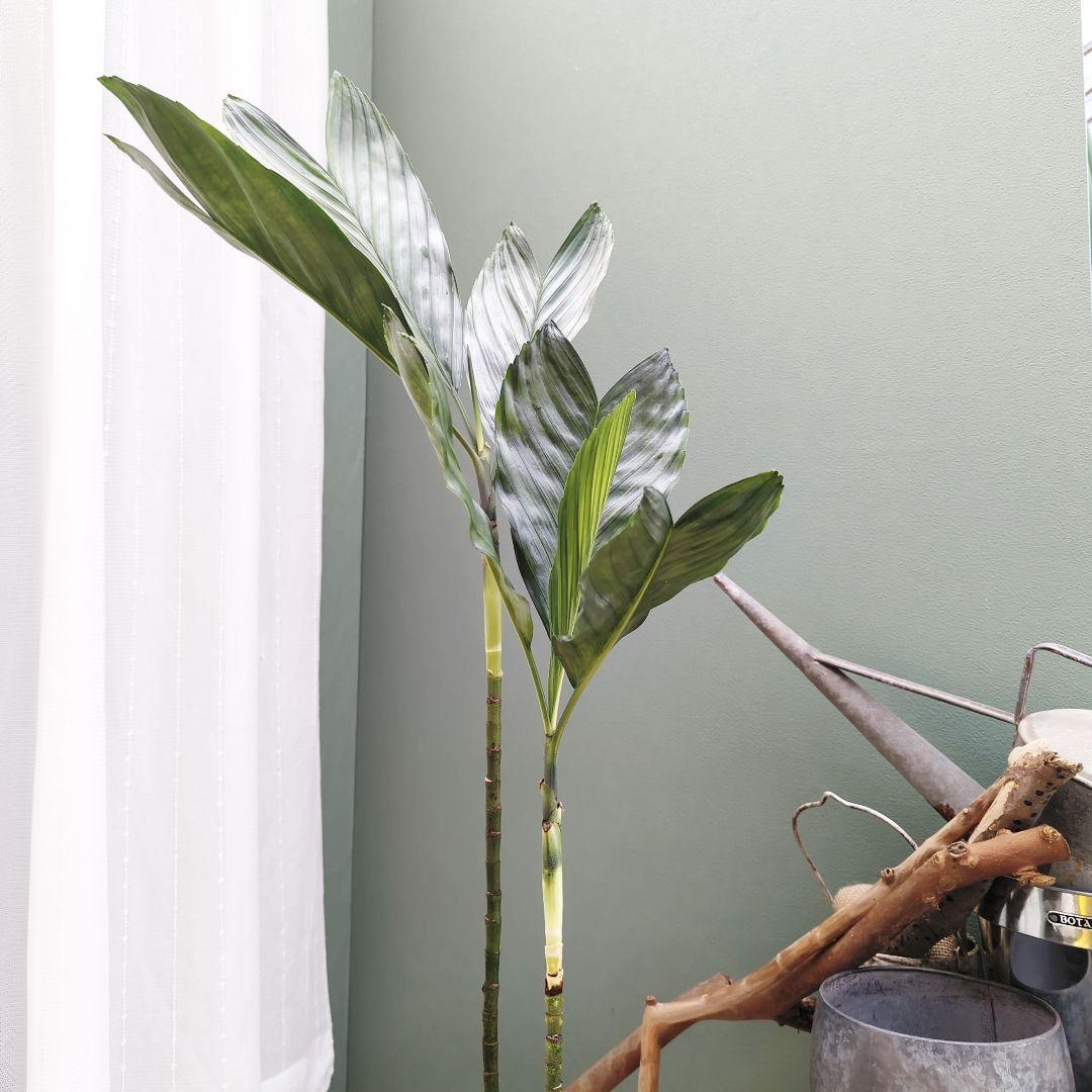 希少☆ヤシ科 チャメドレア テネラ モダンメタリック６号 硬い葉