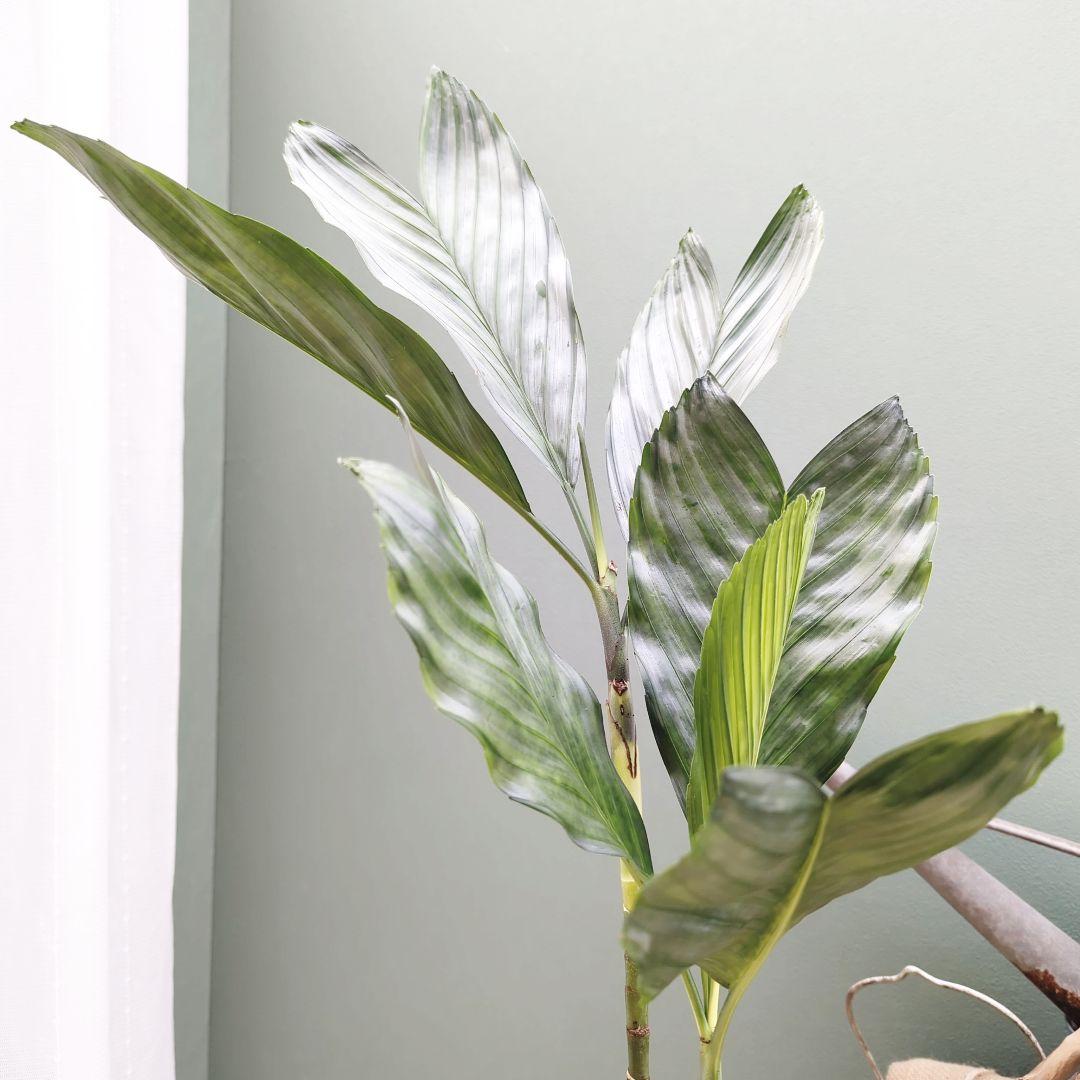 希少☆ヤシ科 チャメドレア テネラ モダンメタリック６号 硬い葉