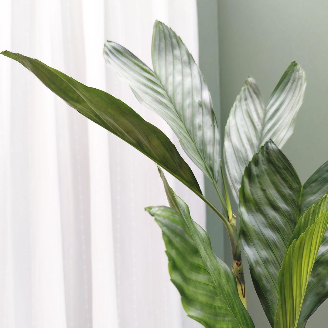 希少☆ヤシ科 チャメドレア テネラ モダンメタリック６号 硬い葉