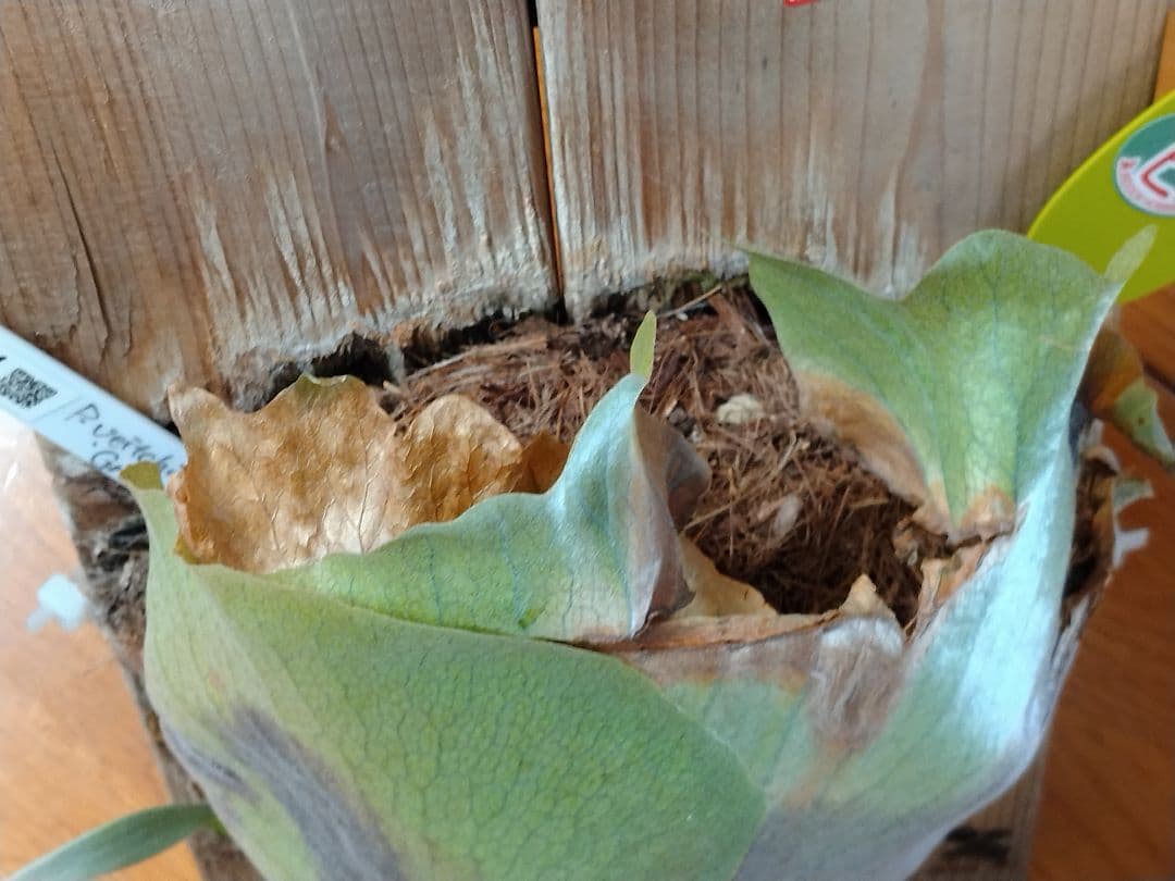 ビカクシダ 板付 観葉植物