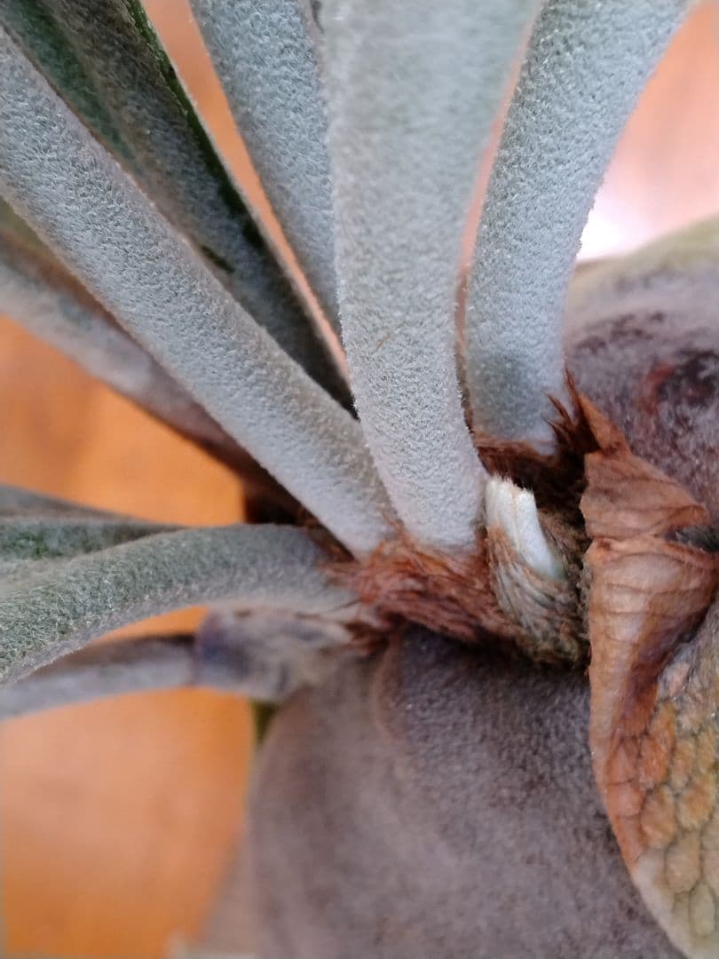 ビカクシダ 板付 観葉植物