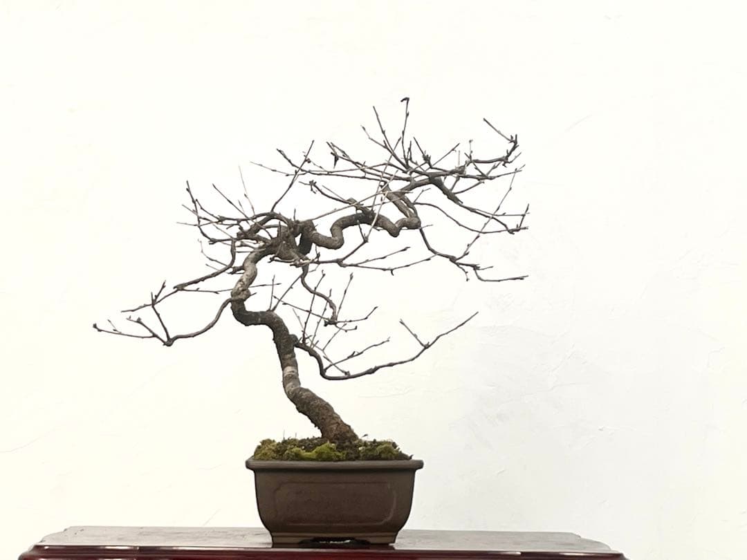 三河盆栽　フジザクラ　盆栽　さくら