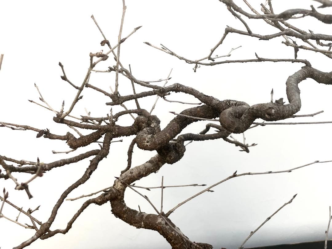 三河盆栽　フジザクラ　盆栽　さくら