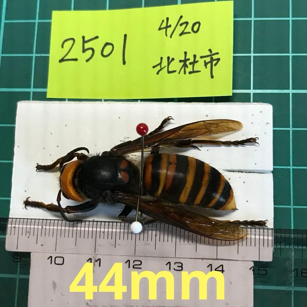 オオスズメバチ　女王蜂　立体標本2501