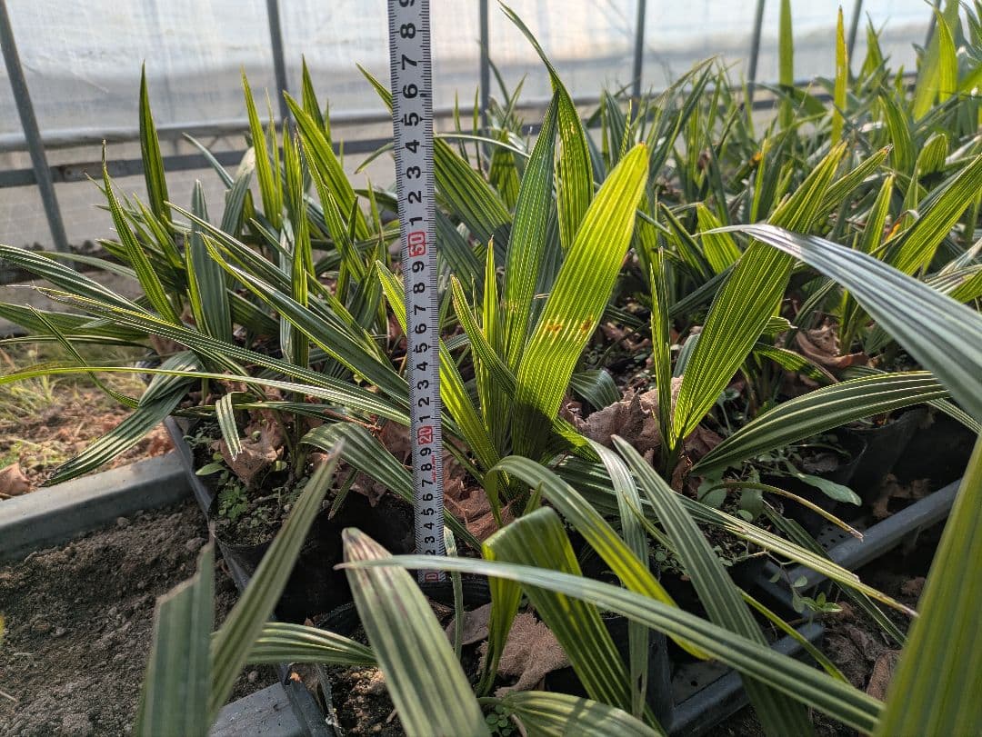 残りわずか　カナリーヤシ50株