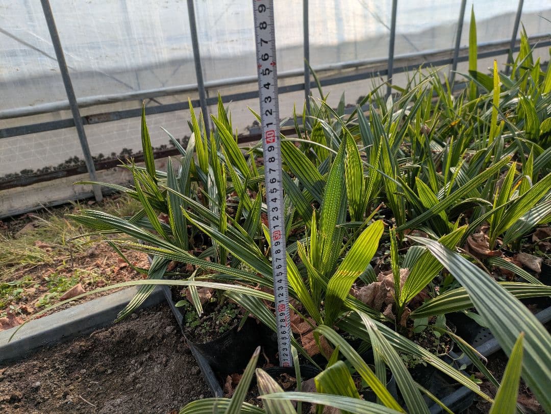 残りわずか　カナリーヤシ50株