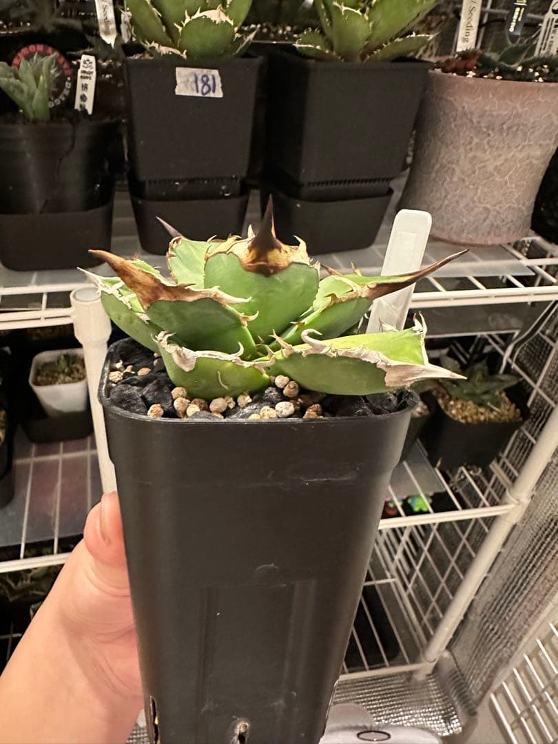 アガベ　白犀牛　トリケラトプス