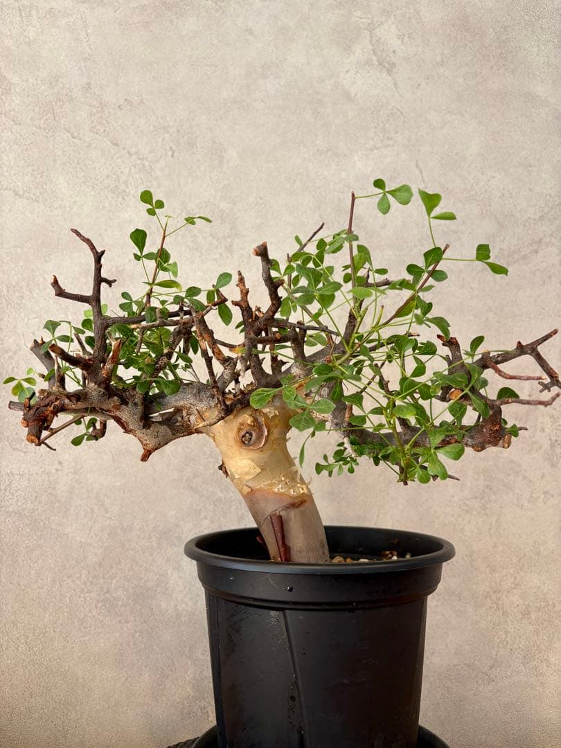 【盆栽美】コミフォラ・カタフ 鉢植え発送