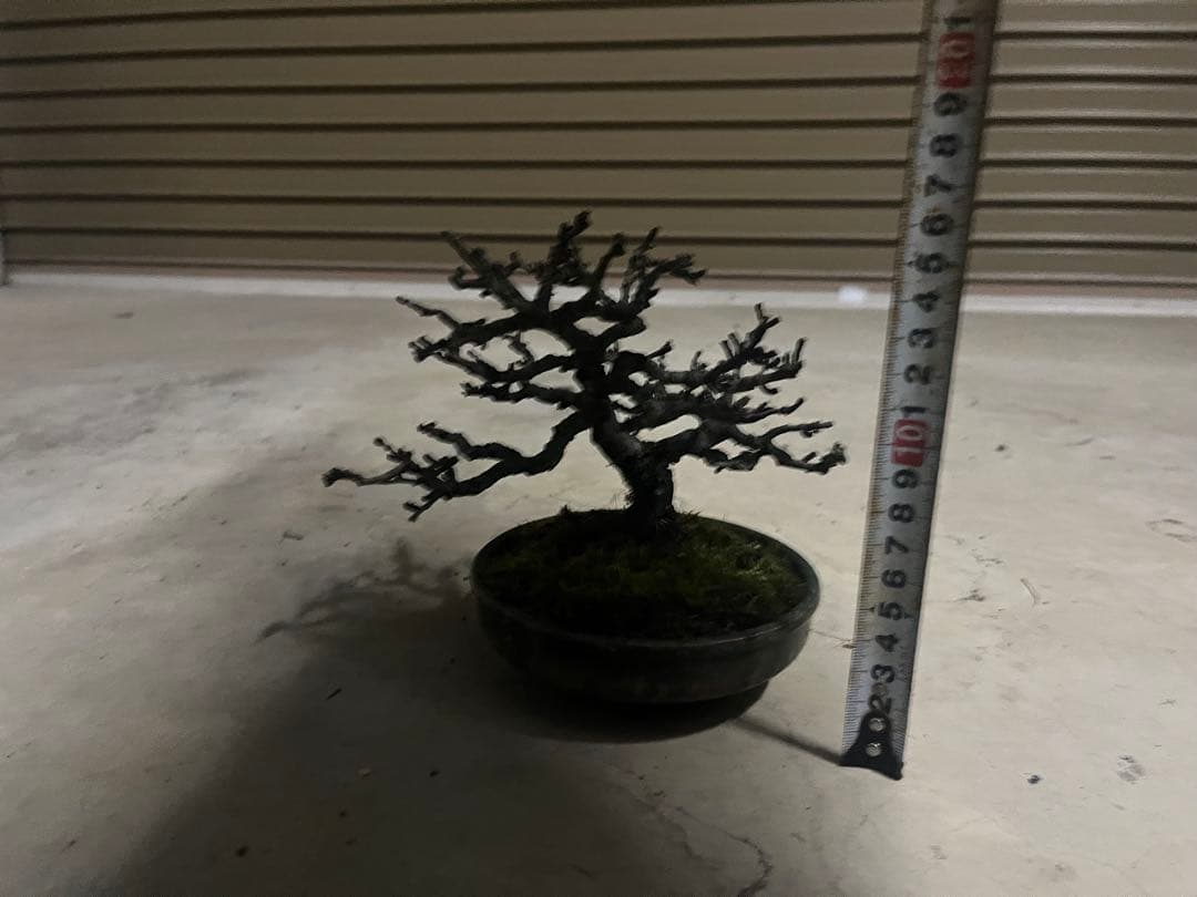 R*u様 300円スタート！長寿梅 盆栽