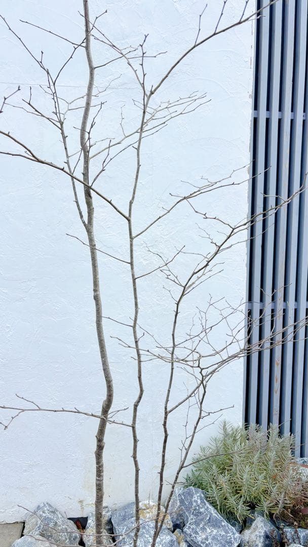 逸品。山採りアオハダ2.8M(鉢底から)