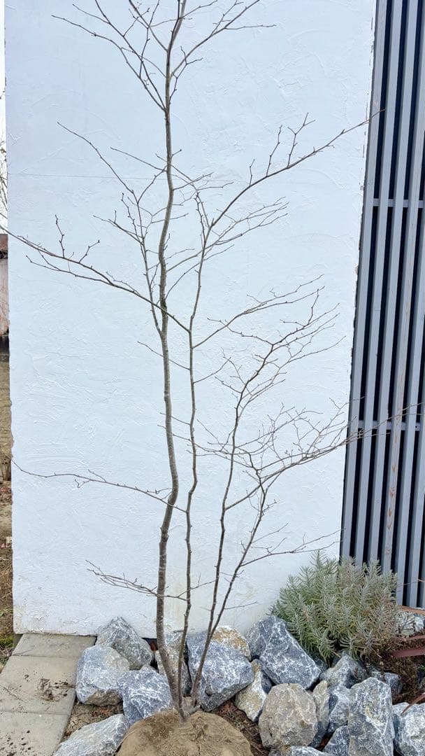 逸品。山採りアオハダ2.8M(鉢底から)