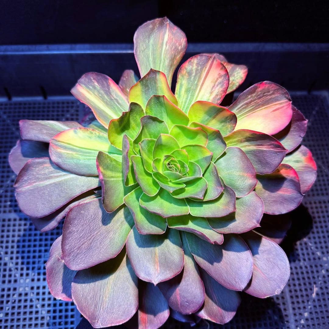 日本初上陸　超希少 新品種　魅彩神皇 錦　(群生) 法師錦　観葉植物